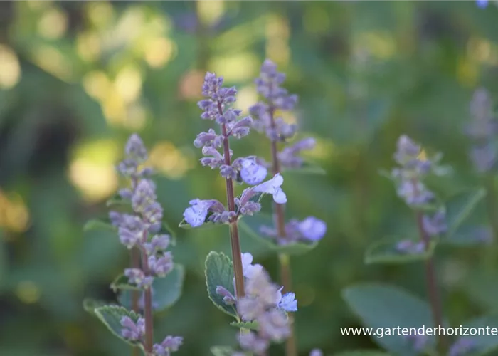 Großblütige Garten-Katzenminze 'Blue Danube'