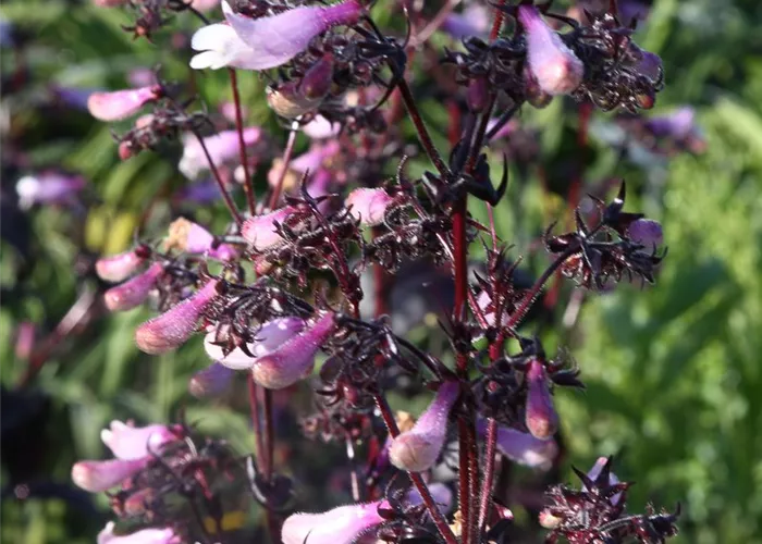 Fingerhutförmiger Bartfaden 'Dark Towers' Fingerhutförmiger Bartfaden 'Dark Towers'