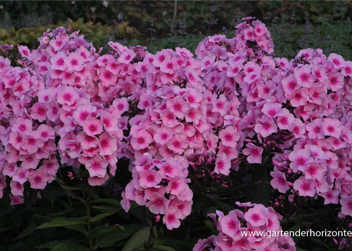 Hohe Flammenblume Hohe Flammenblume