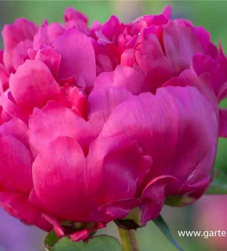 Garten-Pfingstrose 'General Mac Mahon' Garten-Pfingstrose 'General Mac Mahon'