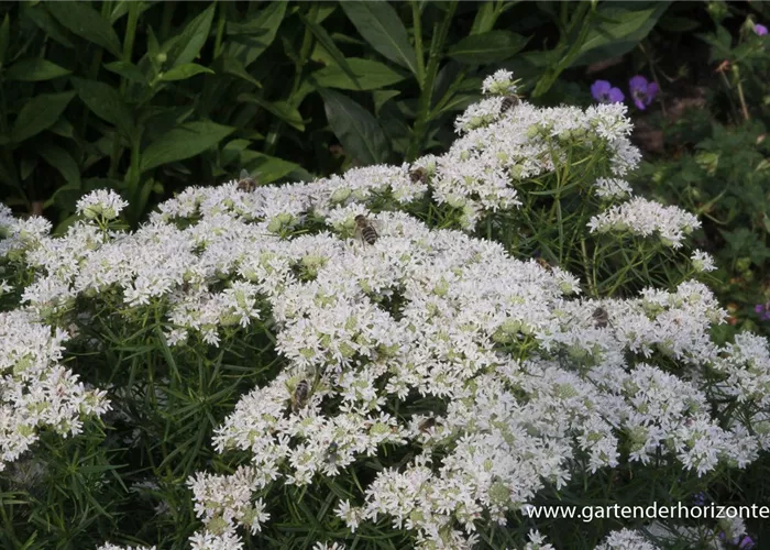 Dünnblättrige Scheinbergminze Dünnblättrige Scheinbergminze
