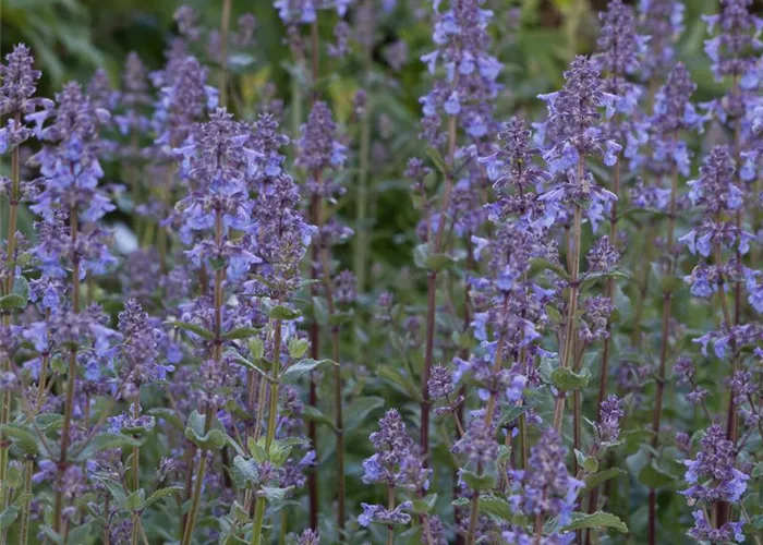 Großblütige Garten-Katzenminze