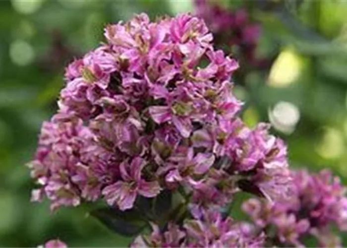 Hohe Flammenblume Hohe Flammenblume