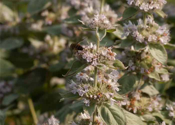 Behaarte Scheinbergminze Behaarte Scheinbergminze