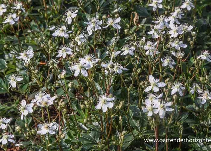 Fingerstrauch 'Nuuk' Fingerstrauch 'Nuuk'