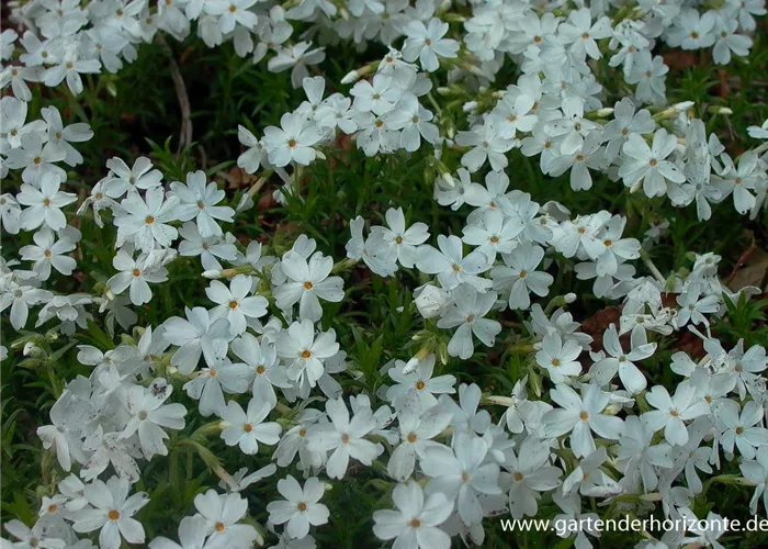 Garten-Teppich-Flammenblume 'White Delight' Garten-Teppich-Flammenblume 'White Delight'