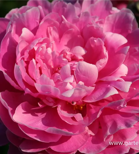 Pfingstrose Pfingstrose