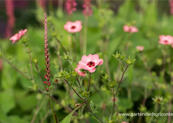 Fingerkraut Fingerkraut