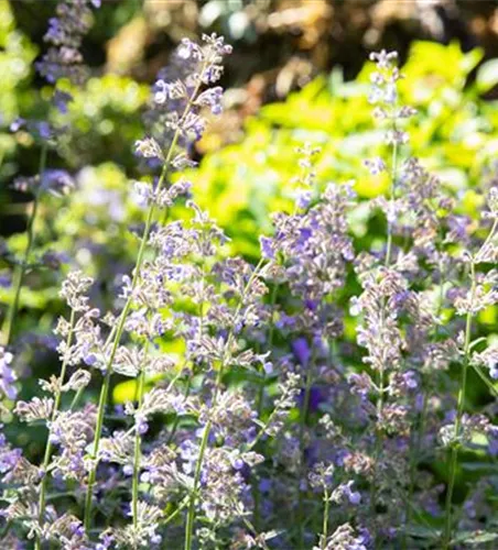 Großblütige Katzenminze Großblütige Katzenminze