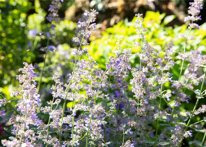 Großblütige Katzenminze