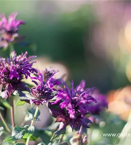 Indianernessel Indianernessel