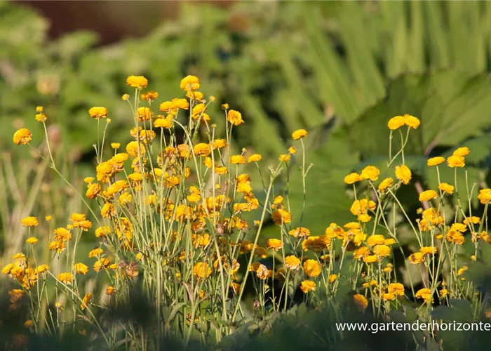 Gefülltblühender Hahnenfuß 'Multiplex' Gefülltblühender Hahnenfuß 'Multiplex'