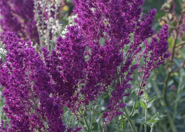 Blüten-Salbei Blüten-Salbei