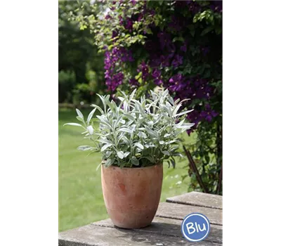 Salvia officinalis 'Nazareth' Salvia officinalis 'Nazareth'