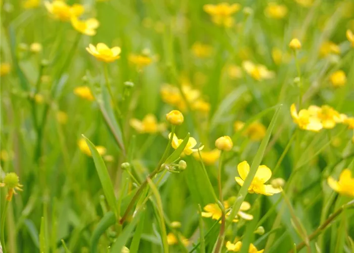 Brennender Hahnenfuß Brennender Hahnenfuß