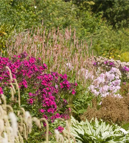 Hohe Flammenblume Hohe Flammenblume