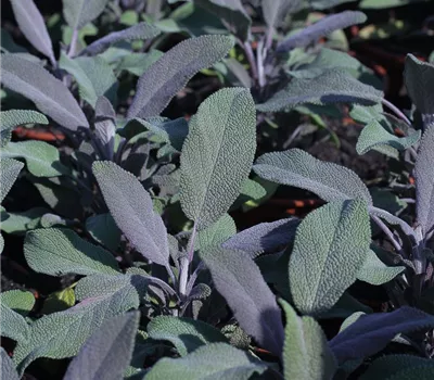 Salvia officinalis 'Purple Beauty' Salvia officinalis 'Purple Beauty'