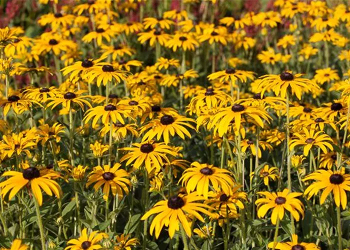 Deams Sonnenhut Deams Sonnenhut