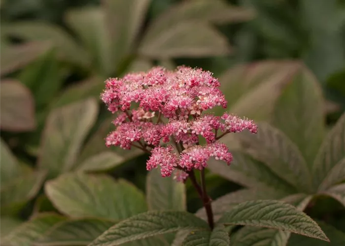 Fiederblättriges Schaublatt 'Chocolate Wings'®