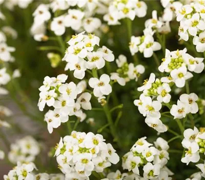 Alpen-Gemskresse Alpen-Gemskresse