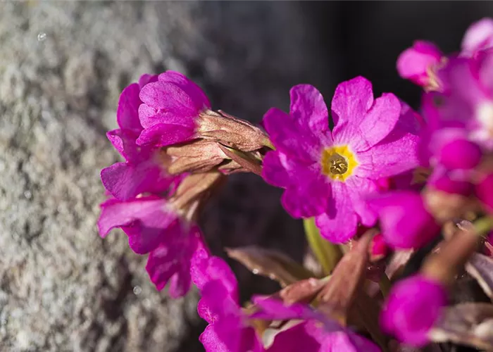 Garten-Rosen-Schlüsselblume 'Gigas' Garten-Rosen-Schlüsselblume 'Gigas'