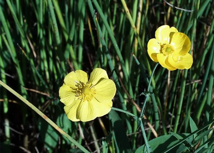 Zungen-Hahnenfuß Zungen-Hahnenfuß