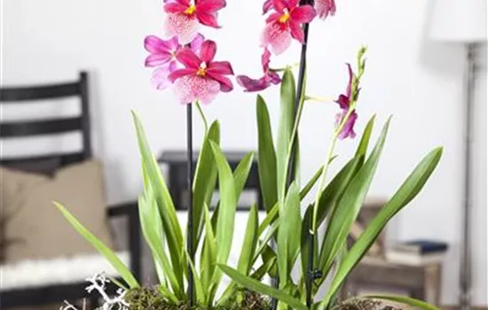 Dicke Luft? Kein Problem mit den richtigen Pflanzen! Dicke Luft? Kein Problem mit den richtigen Pflanzen!