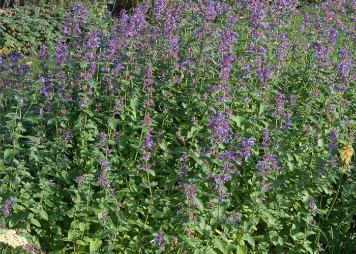 Großblütige Katzenminze