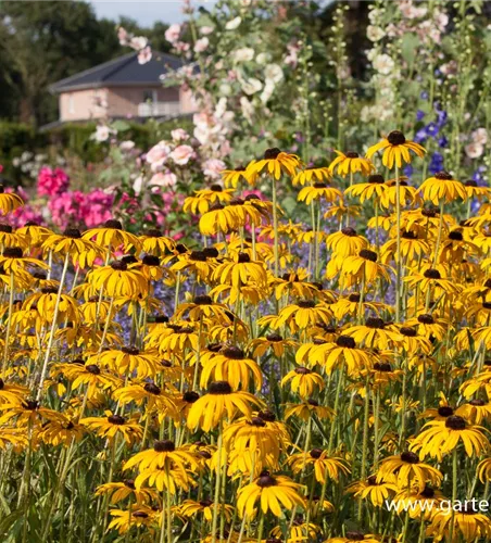 Prächtiger Sonnenhut Prächtiger Sonnenhut