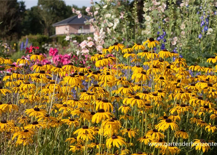 Prächtiger Sonnenhut Prächtiger Sonnenhut