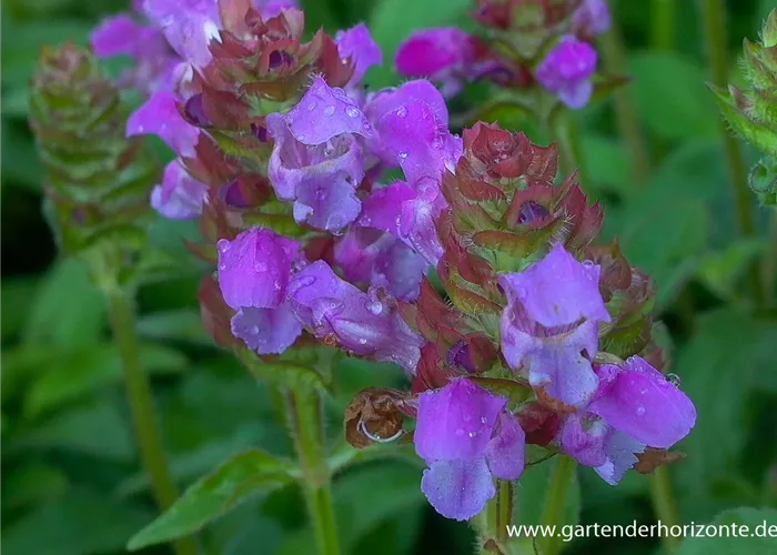 Großblütige Braunelle Großblütige Braunelle