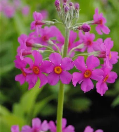 Etagen-Primel Etagen-Primel