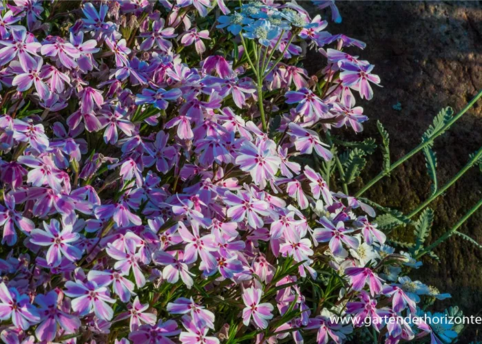 Polster-Flammenblume Polster-Flammenblume