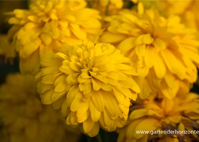 Geschlitztblättriger Sonnenhut 'Goldquelle' Geschlitztblättriger Sonnenhut 'Goldquelle'