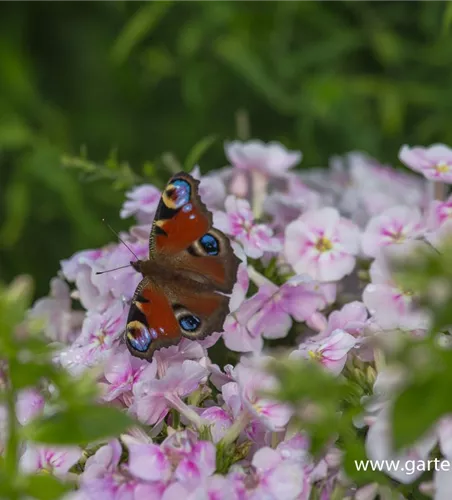 Hohe Flammenblume Hohe Flammenblume