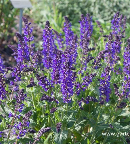 Blüten-Salbei Blüten-Salbei