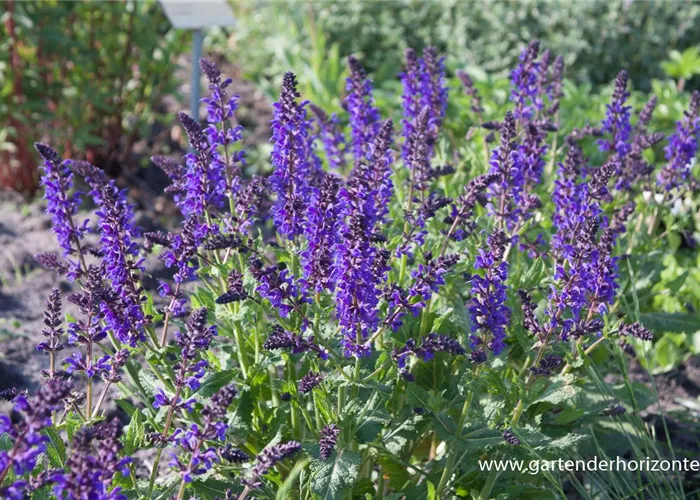 Blüten-Salbei Blüten-Salbei