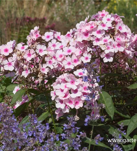 Hohe Garten-Flammenblume Hohe Garten-Flammenblume