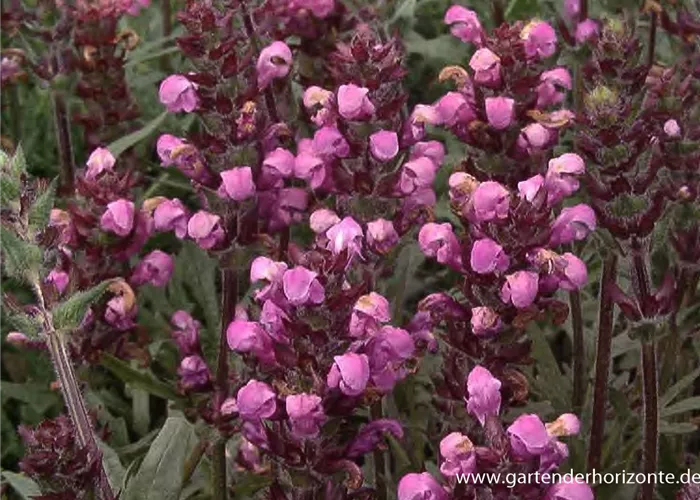 Großblütige Garten-Braunelle 'Pink Loveliness' Großblütige Garten-Braunelle 'Pink Loveliness'