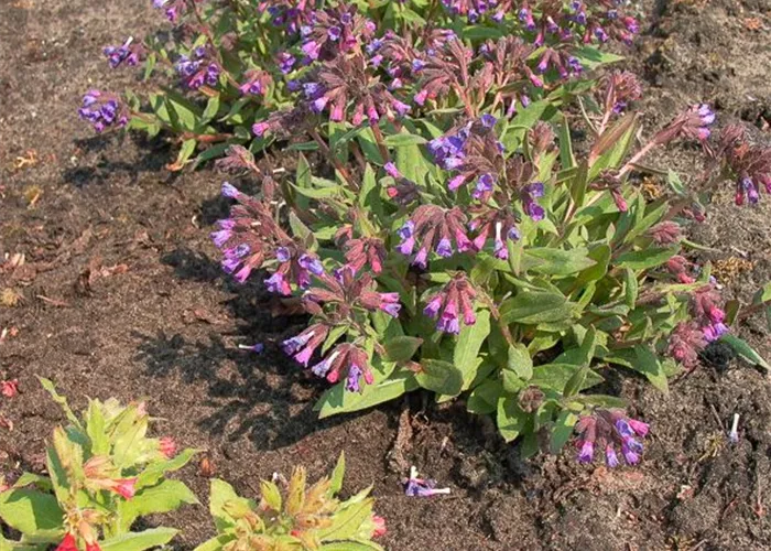 Schmalblättrige Lungenkraut 'Azurea' Schmalblättrige Lungenkraut 'Azurea'