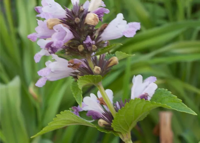 Sitzende Garten-Katzenminze 'Sweet Dreams'