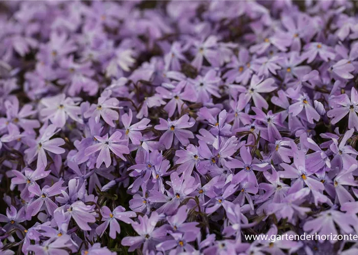 Garten-Teppich-Flammenblume Garten-Teppich-Flammenblume