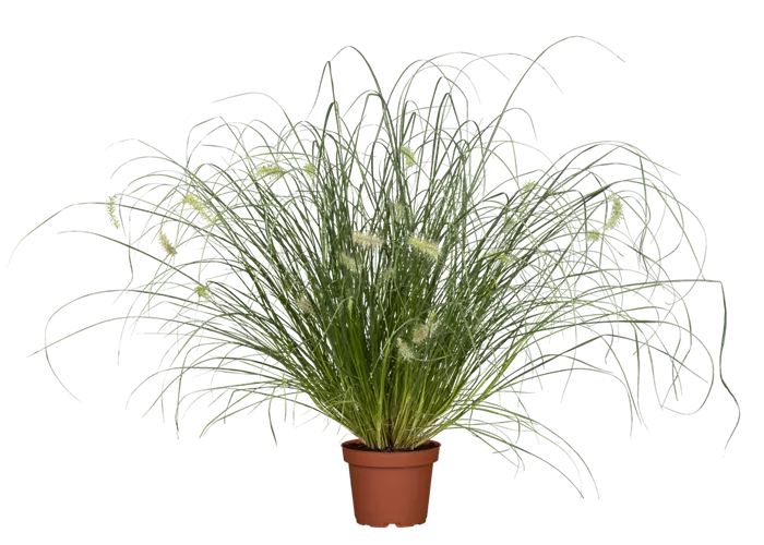 Garten-Federborstengras Garten-Federborstengras