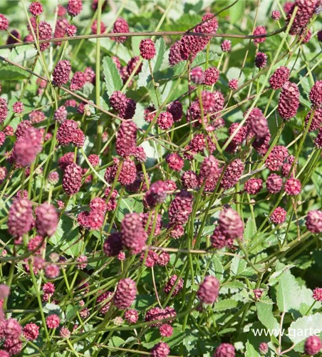 Garten-Wiesenknopf 'Tanna' Garten-Wiesenknopf 'Tanna'