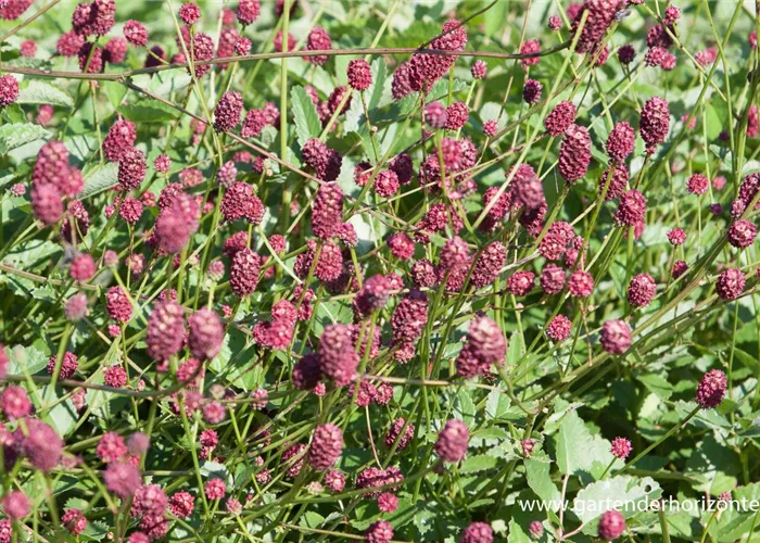Garten-Wiesenknopf 'Tanna' Garten-Wiesenknopf 'Tanna'