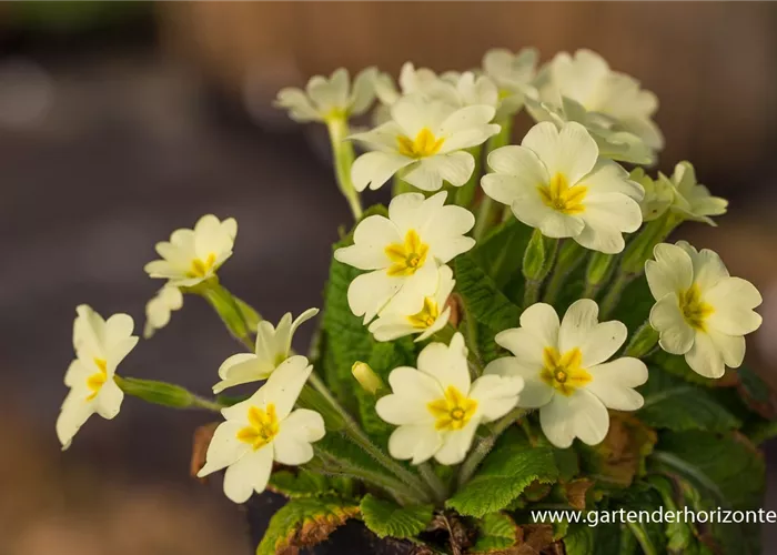 Kissen-Primel (Wildform) Kissen-Primel (Wildform)