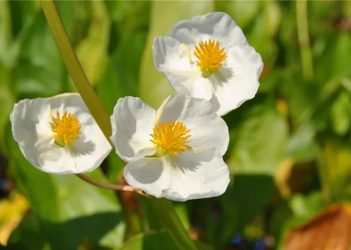 Veränderliches Pfeilkraut Veränderliches Pfeilkraut