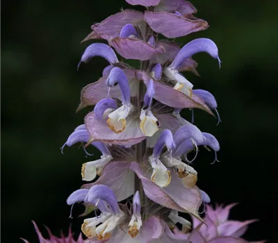 Muskateller-Salbei Muskateller-Salbei