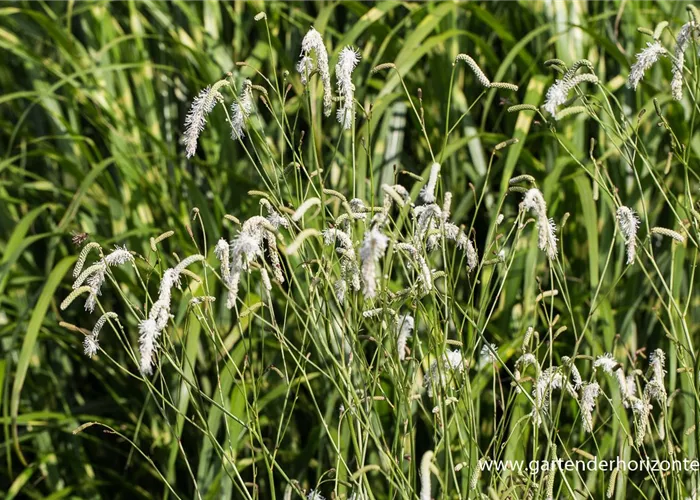 Garten-Wiesenknopf 'White Tanna' Garten-Wiesenknopf 'White Tanna'