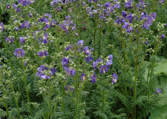 Blaublühende Jakobsleiter Blaublühende Jakobsleiter